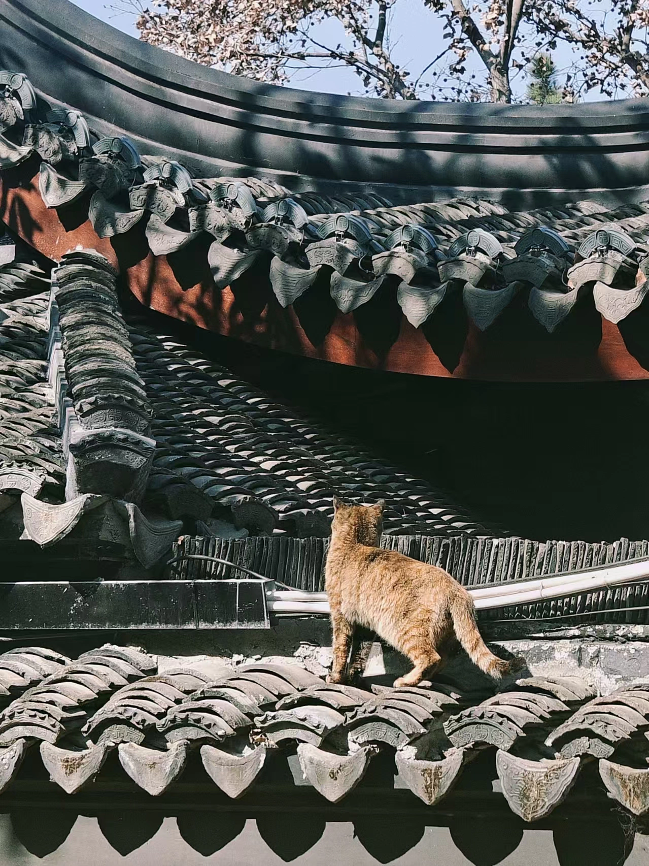 寒山寺猫猫