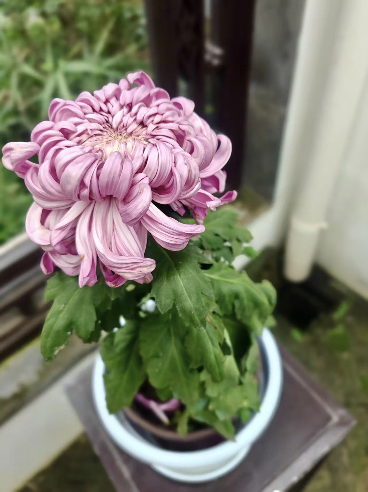 菊花