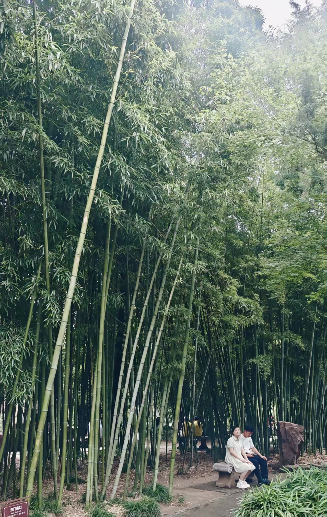 竹林